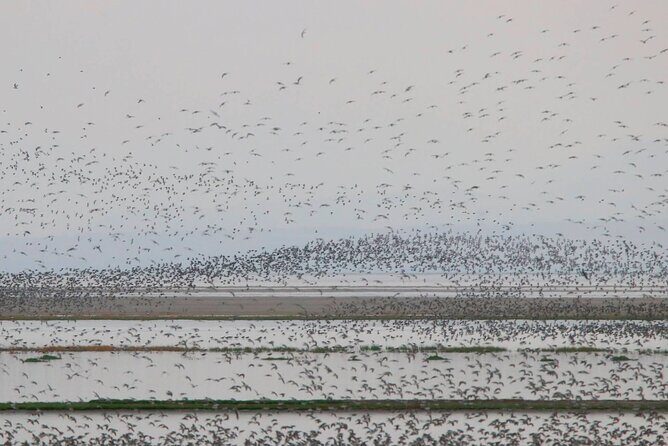Great Salt Lake Birding and Nature Adventure - Potential Drawbacks or Considerations
