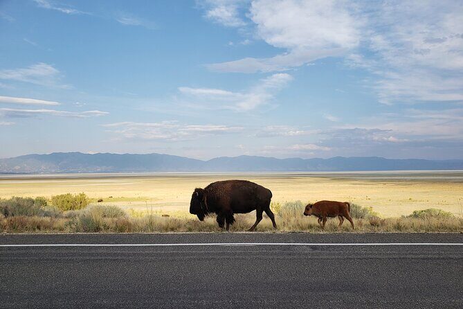 Great Salt Lake Safari - Discover Antelope Island - Why the Great Salt Lake Safari Stands Out