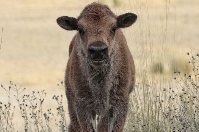 Great Salt Lake Safari - Discover Antelope Island - Who Should Book This Tour?