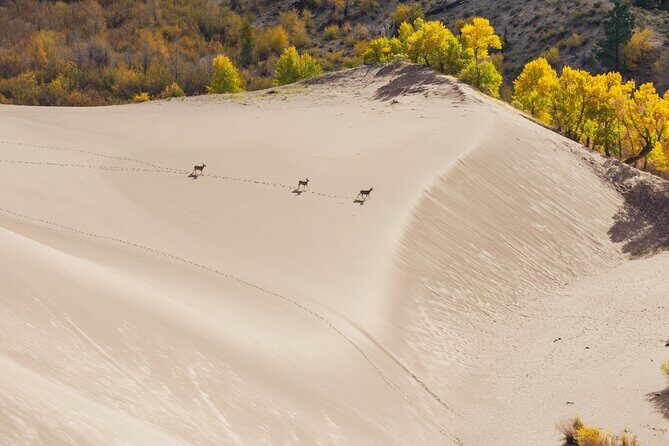 Great Sand Dunes Self Guided National Park Audio Tour - Final Thoughts
