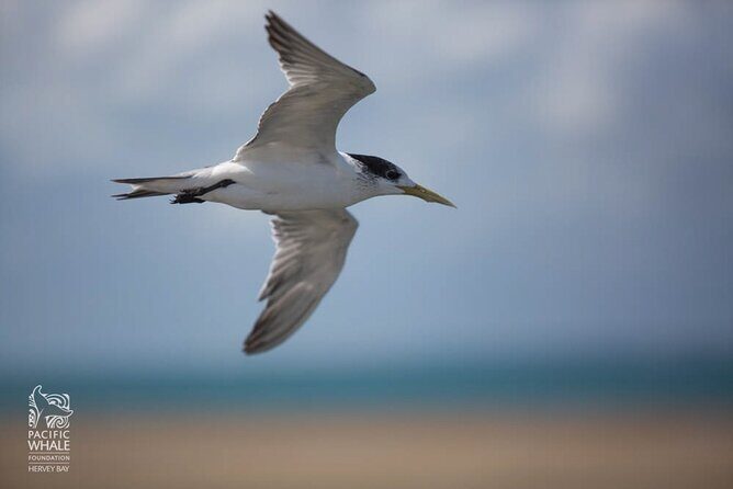 Great Sandy Straits Seven Island Ultimate Wildlife Cruise - The Value of the Experience