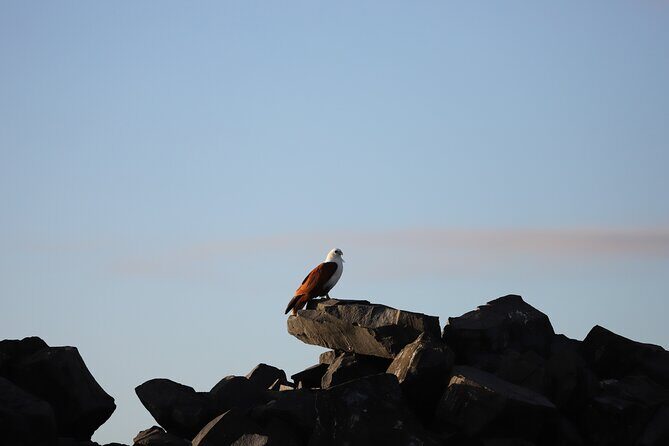 Great Sandy Straits Seven Island Ultimate Wildlife Cruise - The Practical Details