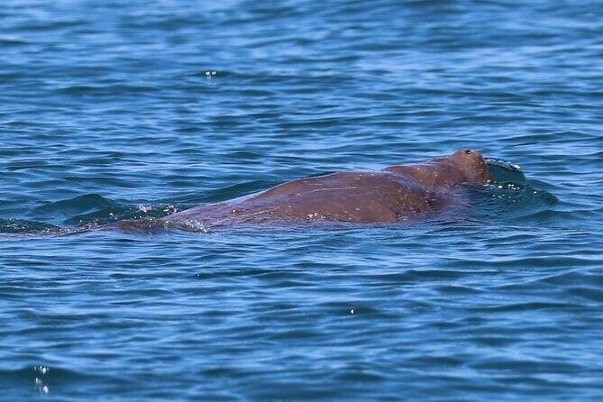 Great Sandy Straits Seven Island Ultimate Wildlife Cruise - Who Should Consider This Tour?