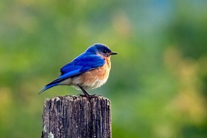 Great Smoky Mountains National Park Self-Guided Driving Tour - FAQs