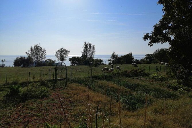 Great tour of coastal monasteries in Budva - Walking on the path of history! - Transport and Timing