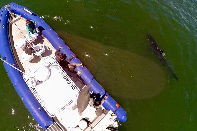 Great White Sharks Topside in Monterey Bay - Key Points