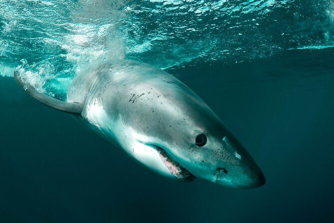 Great White Sharks Topside in Monterey Bay - Frequently Asked Questions