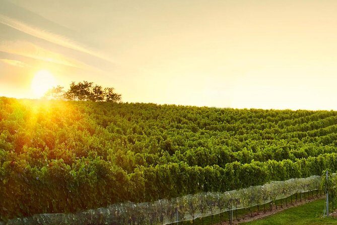 Great Wine Tour in Small Carpathian Hills - A Guide to the Great Wine Tour in Small Carpathian Hills