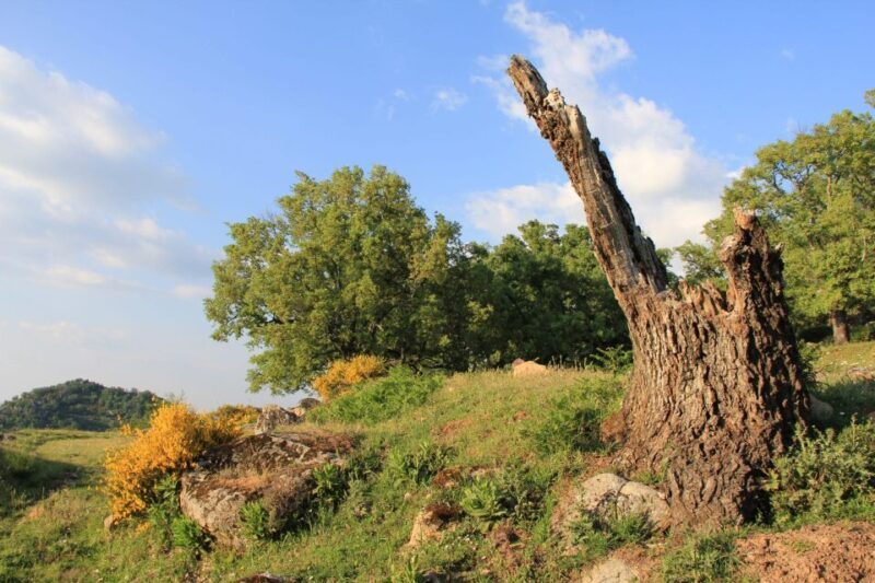Gredos: Guided Hike in the Vettón Forest - FAQ