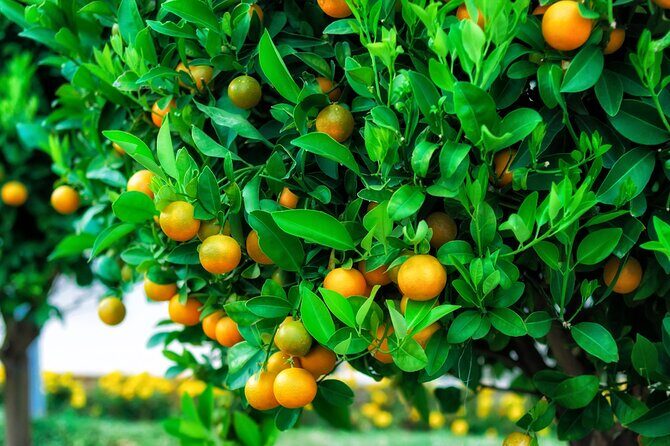 Green Canyon Cruise and Cabrio Bus Guided Tour - The Experience in Practice: What Travelers Are Saying