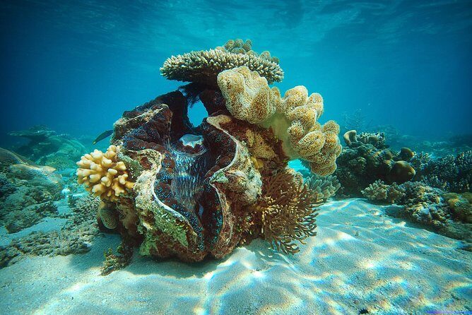 Green Island Half-Day Trip from Cairns - Is This Tour Right for You?