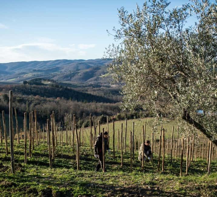 Greve in Chianti: Tenuta Casenuove Wine Tour & Tasting - Why You Might Love This Tour