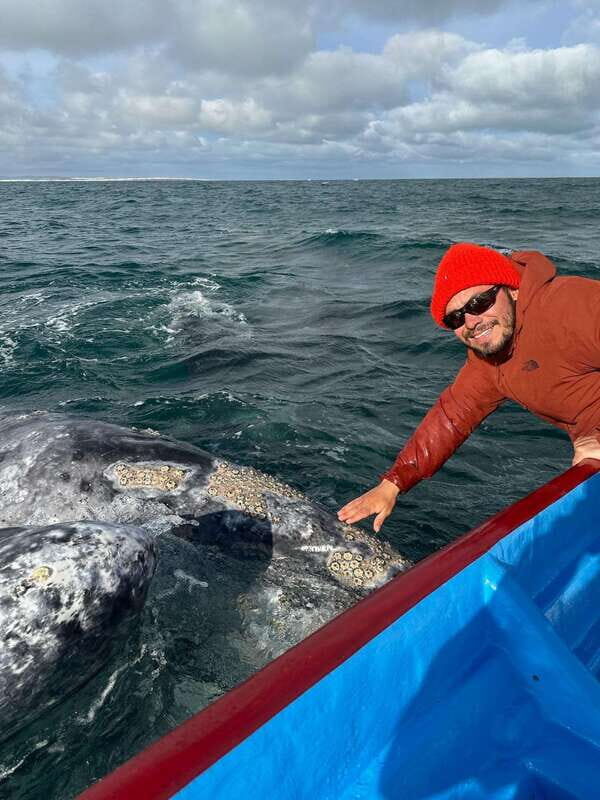 Grey Whale Watching at Mag Bay From Loreto - Key Points