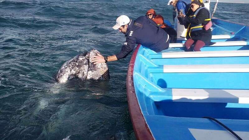 Grey Whale Watching at Mag Bay From Loreto - What to Expect from the Tour