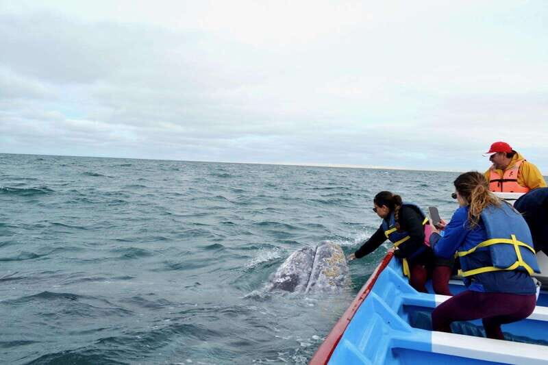 Grey Whale Watching at Mag Bay From Loreto - Why This Tour Offers Good Value