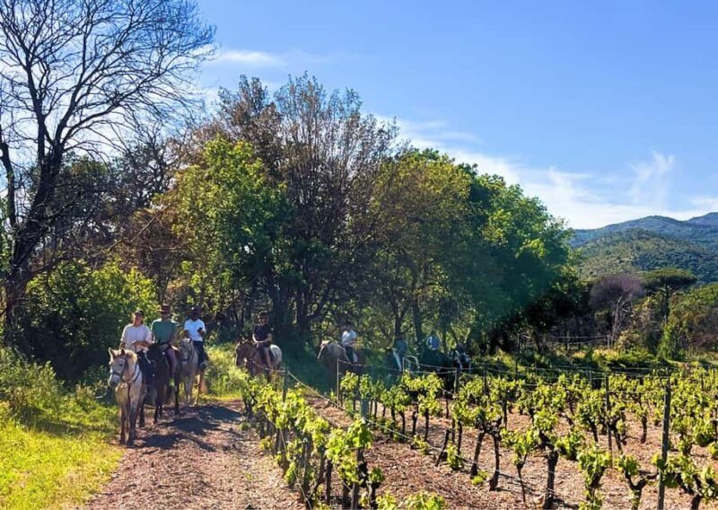 Grimaud: Horseback Riding & Wine Tasting in Maures Forest - What to Expect from This Tour