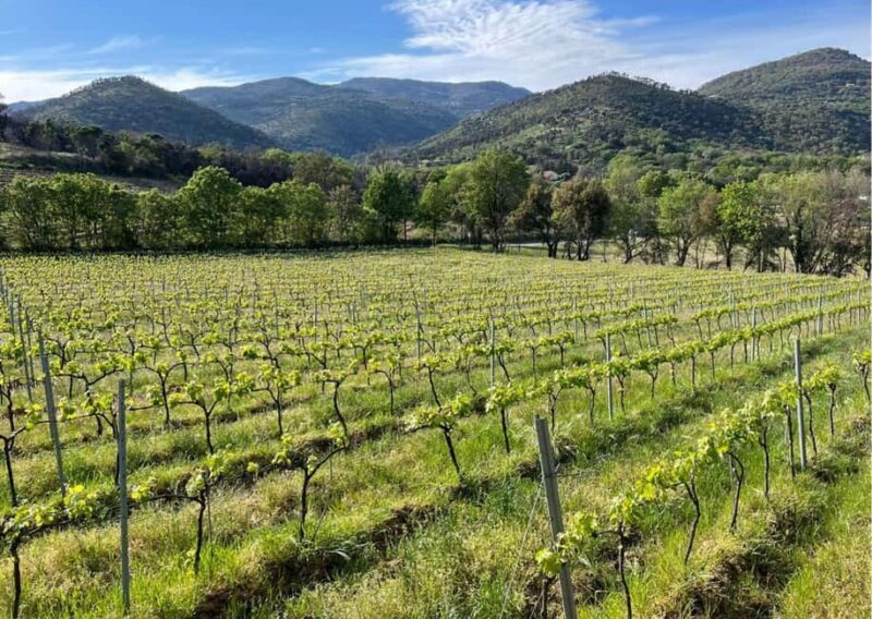 Grimaud: Horseback Riding & Wine Tasting in Maures Forest - The Fine Points: Value and Practicalities