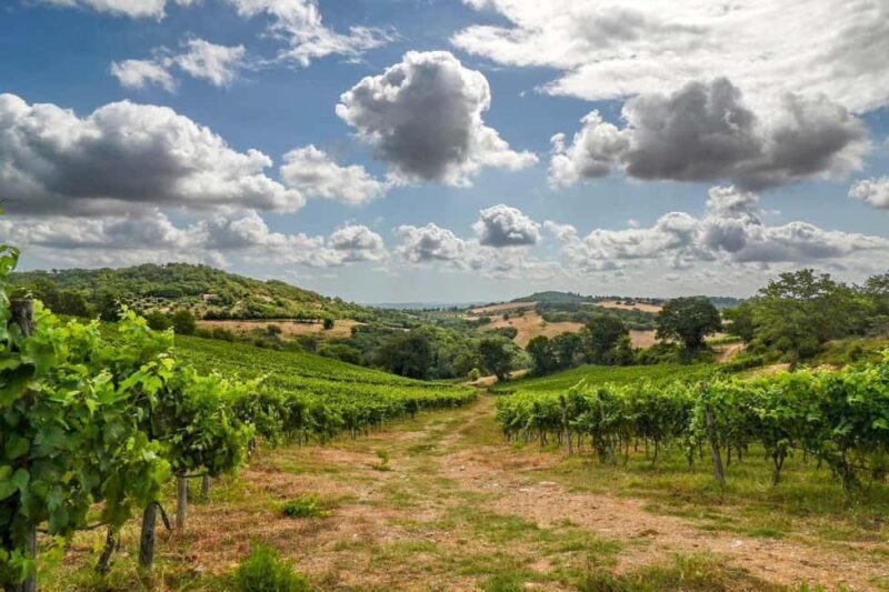 Grosseto: "Sentiero di Morellino" Tasting and Winery Tour - Who Should Consider This Tour?