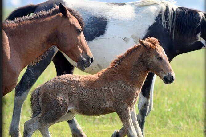 Group Boat Tours of Chincoteague & Assateague - Wild Ponies - The Real-World Reviews
