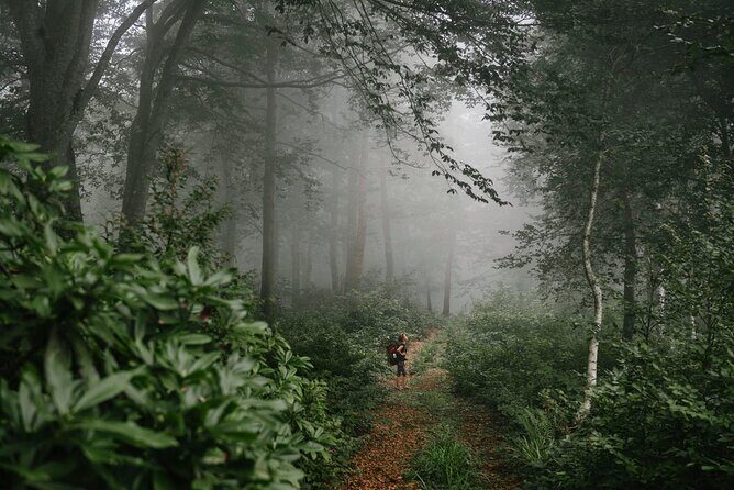 Group Hiking Tour in Mtirala National Park - A Closer Look at the Tour Experience