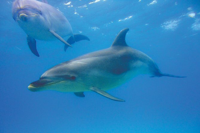 Group tour to Bay of Islands return from Auckland - What to Expect on the Tour