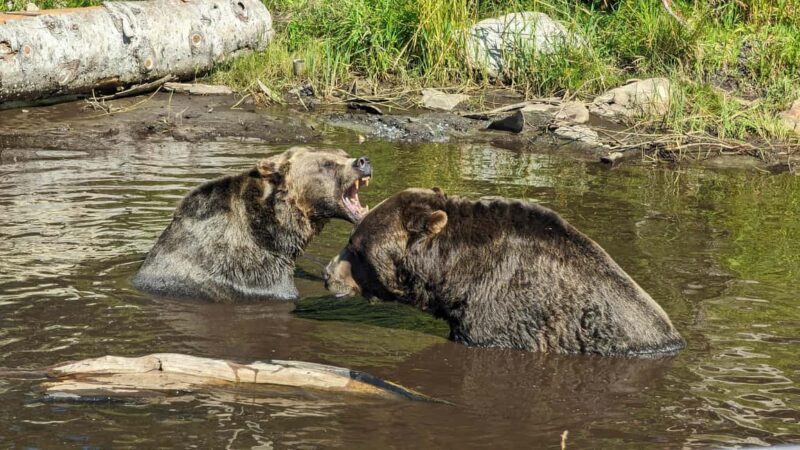 Grouse Mnt+StanleyPark+Hatchery+Cleveland Dam+LynnCanyonTOUR - An In-Depth Look at the Tour