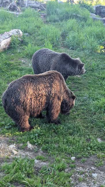 Grouse Mnt+StanleyPark+Hatchery+Cleveland Dam+LynnCanyonTOUR - Real Traveler Experiences