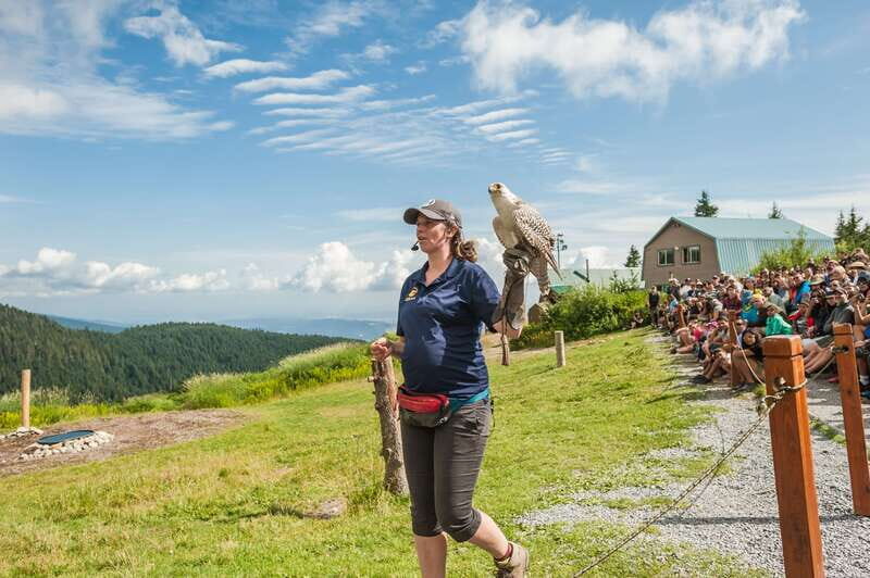 Grouse Mountain, Capilano Bridge & Fish Hatchery Tour - The Experience from Reviewers’ Perspectives