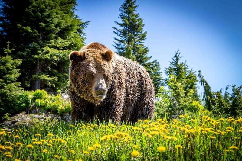 Grouse Mountain Skyride Admission Ticket - Frequently Asked Questions