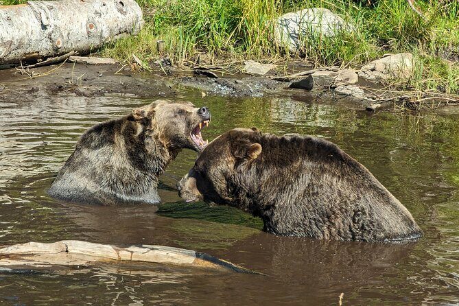 Grouse Mtn Stanley Park Hatchery Cleveland Dam Lynn Canyon Tour - Key Points