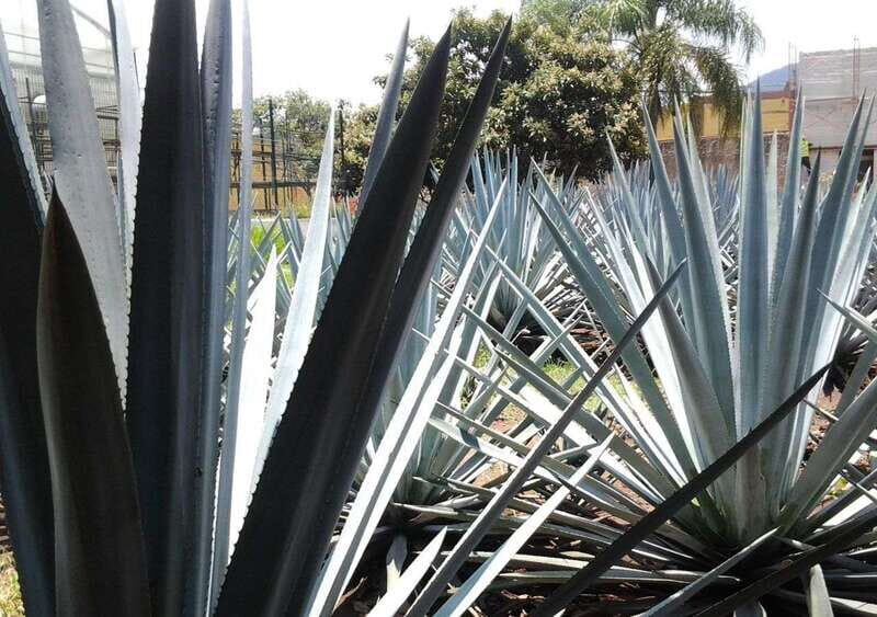 Guadalajara: Horse Riding on the Tequila Route with Tastings - The Agave Fields and Tequila Canyon