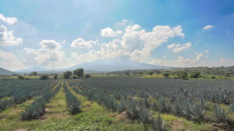 Guadalajara: Premium Tequila Tour with Tastings and Pairings - Key Points