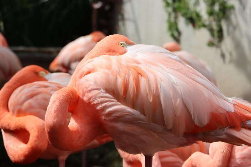 Guadalajara: ticket to Michin Aquarium - Activities and Interactive Fun