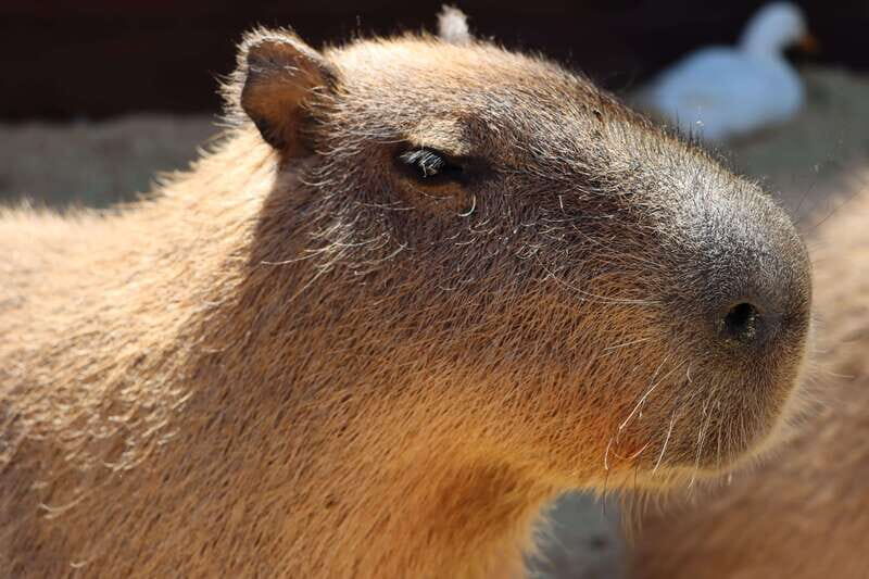 Guadalajara: ticket to Michin Aquarium - Practical Tips for Visiting Acuario Michin