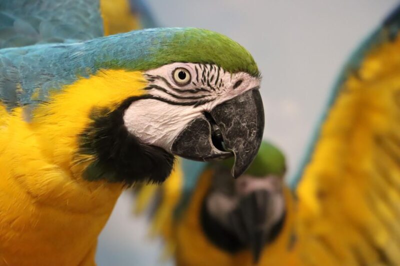 Guadalajara: ticket to Michin Aquarium - Frequently Asked Questions (FAQs)