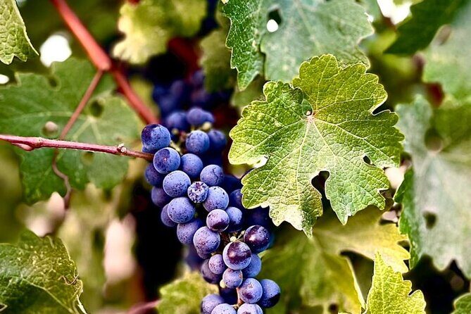 Guadalupe Valley Private Tour The Wine Route - Introduction