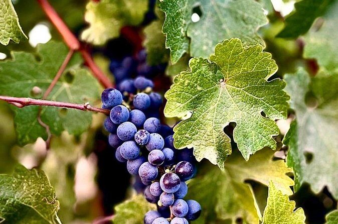 Guadalupe Valley Private Tour The Wine Route - The Sum Up