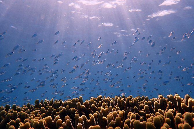 Guam's Private 5 Star Guided Snorkeling Tour! - The Sum Up