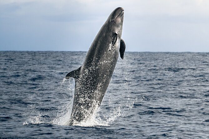 Guaranteed Dolphin and Whale Watch Tour in Kona - Key Points