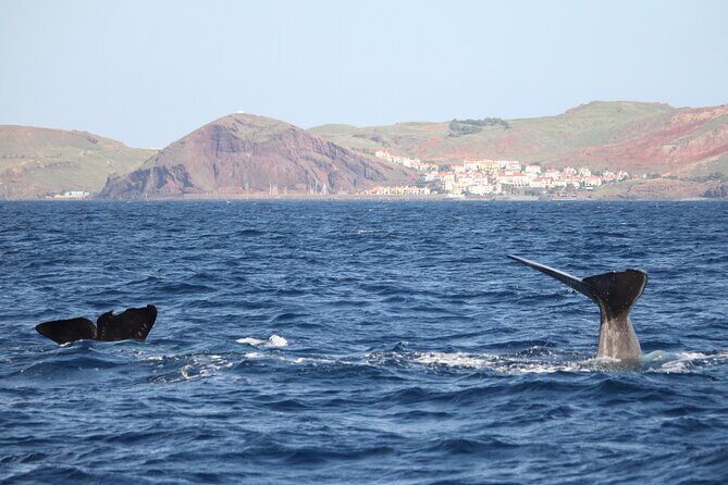 Guaranteed Whale or Dolphin Watching Tour - Funchal - A Closer Look at the Guaranteed Whale or Dolphin Watching Tour in Funchal