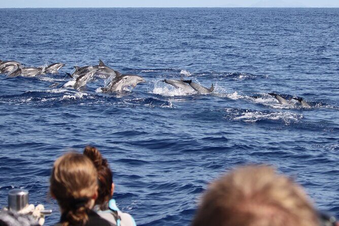 Guaranteed Whale or Dolphin Watching Tour - Funchal - The Marine Wildlife & Sightings