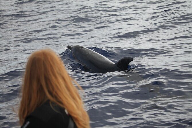 Guaranteed Whale or Dolphin Watching Tour - Funchal - Practical Details & Tips