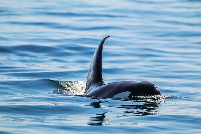 Guaranteed Whale Watch Tour from Anacortes - FAQs