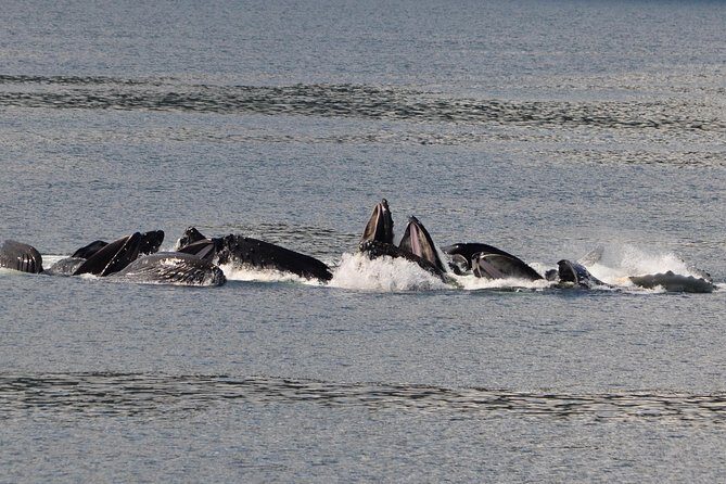 Guaranteed Whale Watching Adventure - The Itinerary in Detail