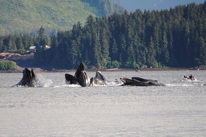 Guaranteed Whale Watching Adventure - Pricing and Value