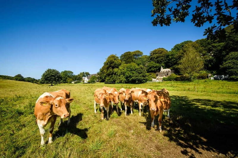 Guernsey: Half-Day Island Shore Excursion Tour - The Bottom Line: Is This Tour Worth It?