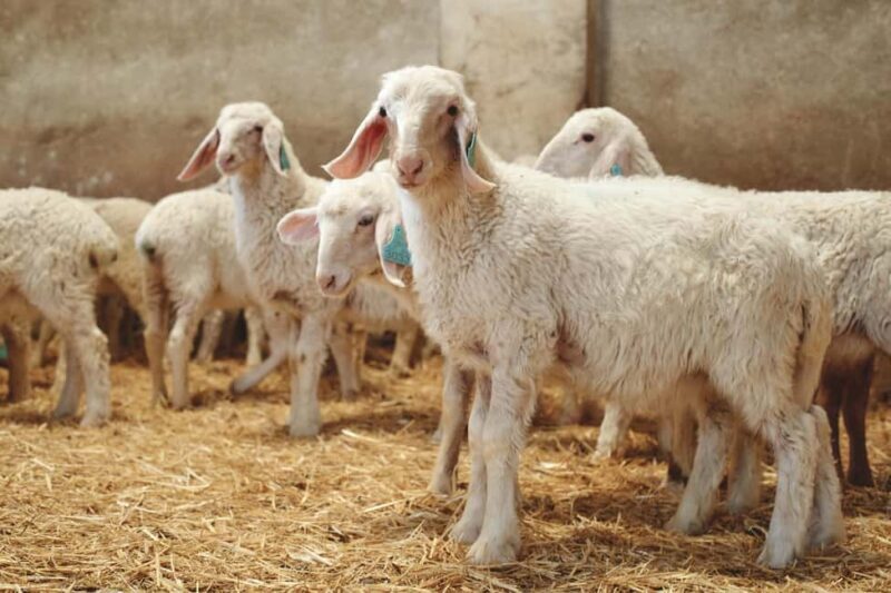 Guide Visit to the old Cheese Factory - What to Expect from the Tour