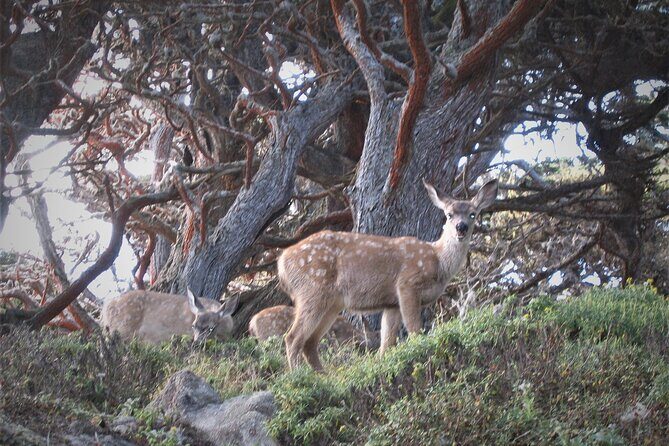 Guided 2-Hour Point Lobos Nature Walk - Final Thoughts