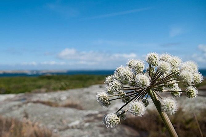 Guided boat tour to Vinga in Gothenburg - The return journey and overall value