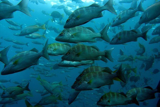 Guided by Divemaster, Cabo San Lucas short Snorkeling Tour MANTA - Who Is This Tour Best For?
